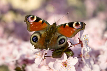 Butterfly captured in spring on the background of cherry blossomの写真素材