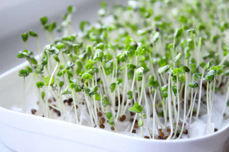 Broccoli sprouts source of myrosinase enzyme and sulforaphane as anticancer treatmentの写真素材