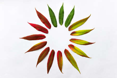 Gradient colored leaves arranged in a circle. Autumn leaf coloration. Autumn colors - chlorophyll, anthocyanins and carotenoids.の写真素材