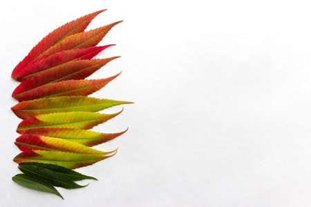 Gradient colored leaves arranged in a row at the left side of image. Autumn leaf coloration. Autumn colors - chlorophyll, anthocyanins and carotenoids.の写真素材