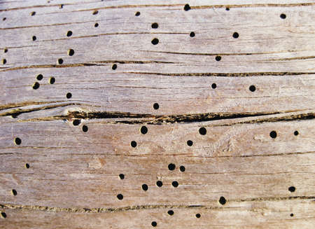 Wood texture with holes made by woodworms.の写真素材