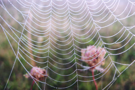 Spider web with water drops. Background in gentle purple colors.の写真素材