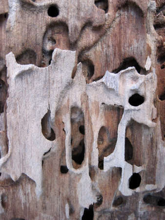 Wood texture with holes made by insects.の写真素材