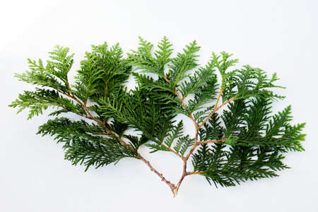 Chamaecyparis branche isolated on white background. Evergreen tree branche.の写真素材