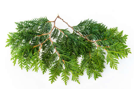 Chamaecyparis branche isolated on white background. Evergreen tree branche.の写真素材