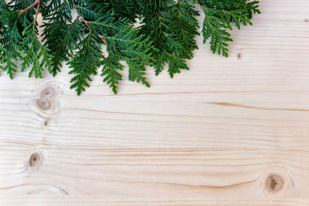 Wood background with chamaecyparis branches. Evergreen branches on wood background.の写真素材