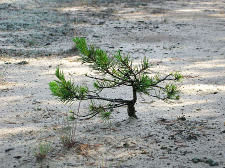 Tiny wild pine, natural bonsai, on the background of sand. Image taken in the forest.の写真素材
