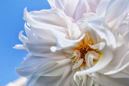Gentle white peony on the bakcground of blue sky. Close up.の写真素材