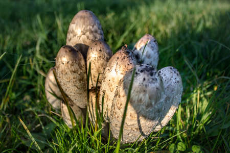 Family of mushrooms in grass. Blurred background.の写真素材