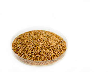 Herbs and seasonings. Dried whole mustard seeds in a transparent dish isolated on white background.の写真素材