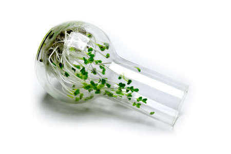 Broccoli sprouts, microgreens, grown in a glass flask.の写真素材