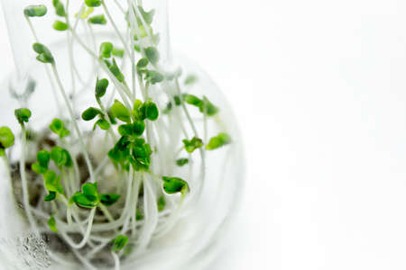 Broccoli sprouts, microgreens, grown in a glass flask.の写真素材