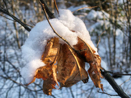 Maple leaf under the snow in the forest.の写真素材