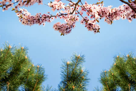 Cherry blossom and evergreen on the background of clear blue sky with blank space.の写真素材