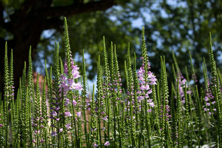 Background with purple summer flowers growing vertically in a row.の写真素材