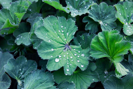 Front view of plant pattern with water droplets after the rain.の写真素材
