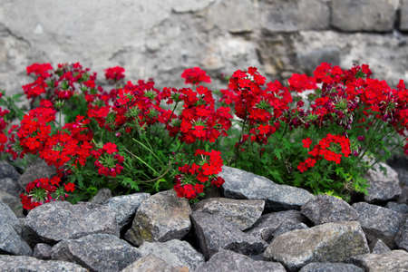 Element of landscape design - red flowers surronded with stones.の写真素材
