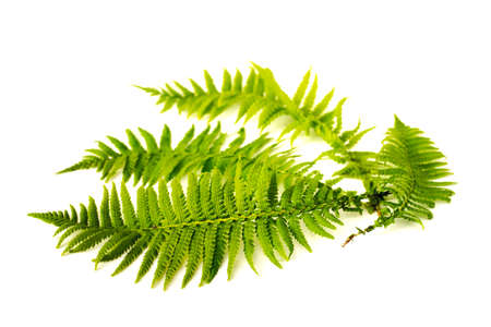 Curved green fern leaves isolated on white background.の写真素材