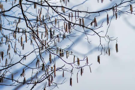 Birch buds on a branch on the background of blue sky.の写真素材