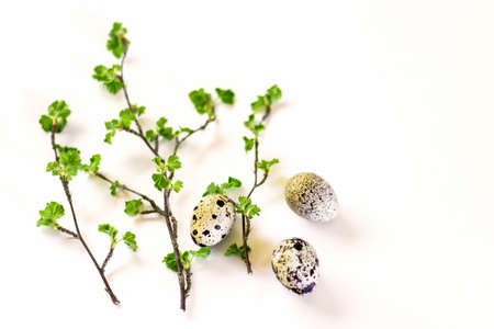 Early spring branches with green leaves and three easter eggs on white background.の写真素材