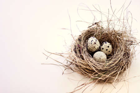Birds nest with three eggs with spots on white background.の写真素材