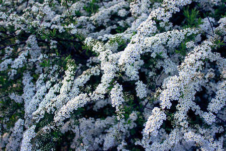 Beautiful spirea flowers blooming in spring. Bushes with lavish white spirea flowers.の写真素材