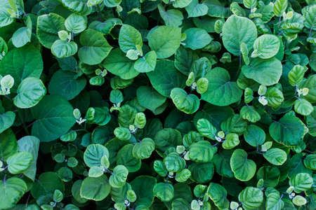 Background with lavish foliage. Outdoor garden plants.の写真素材