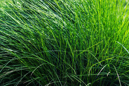 Background with green grass. Lavish summer foliage.
