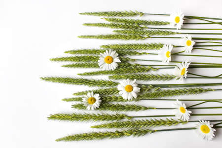 Composition of wild field plants - spikelets and daisies on white background.の写真素材
