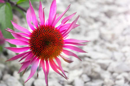 Single garden flower on the background of white stones. Decorative garden plants. Background with...