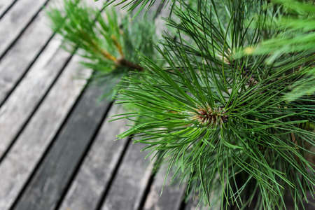 Evergreen branches on the background of gray wooden fence planks. Background with copy space.の写真素材