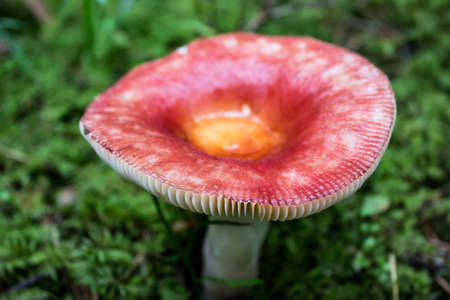Rusulla mushroom growing in forest with pink cap and clearly visible gills.の写真素材