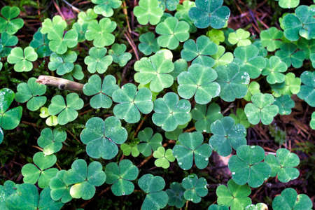 Clover growing in forest with water droplets in it. Background with St. Patrick's symbol.