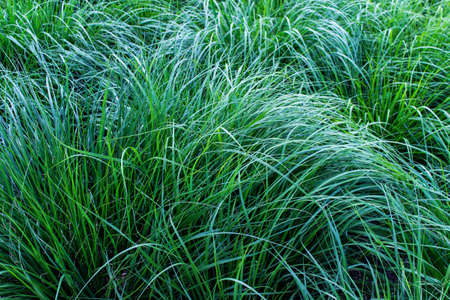 Texture of messy summertime greenery. Grass growing in waves.の写真素材
