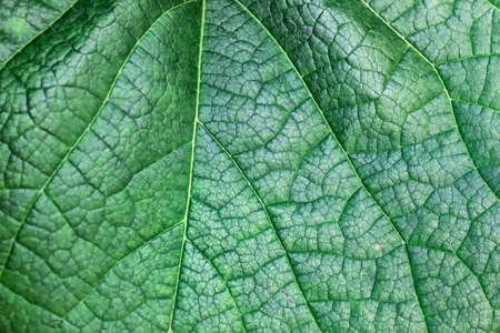 Texture of the leaf. Structure of green plant leaf. の写真素材