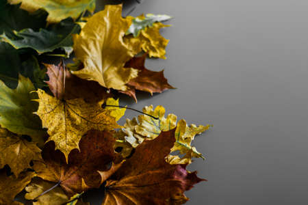 Bunch of colorful messy autumn leaves on gray background with copy space.の写真素材