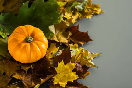 Orange pumpkin laying on a messy bunch of autumn leaves on gray background. Autumn background with copy space.の写真素材