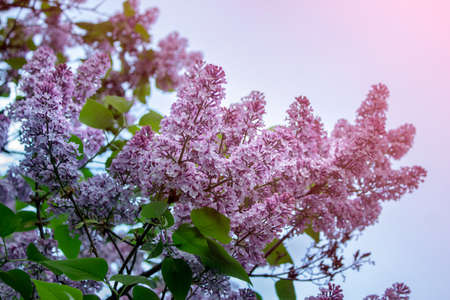 Tinted photo of lilacs on the background of blue skies. Lilacs in blossom. Lavish spring flowers.の写真素材