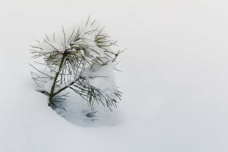 Single little pine tree covered with snow. Winter scenery. Snowy winter.の写真素材