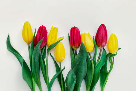 Front view of yellow and red tulips with lavish green leaves on white background with blank space on top.の写真素材