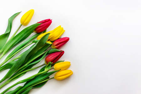 Bouquet of yellow and red tulips arranged on the left on white background with copy blank space on the right. Template for greeting cards.の写真素材