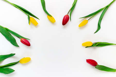 Yellow and red tulips arranged in circle on white background with copy blank space on the center. Template for greeting cards.の写真素材