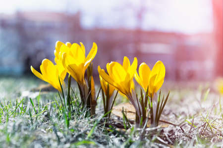 Yellow crocus flowers, Yellow Mammoth flowers in blossom in early spring.の写真素材