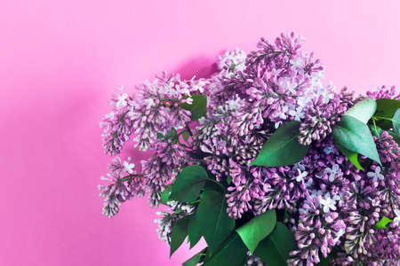 Lilac bouquet on pink background with blank space.の写真素材