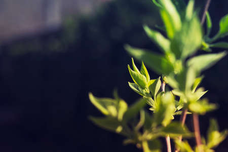 Close up of branches with young green leaves on dark background.