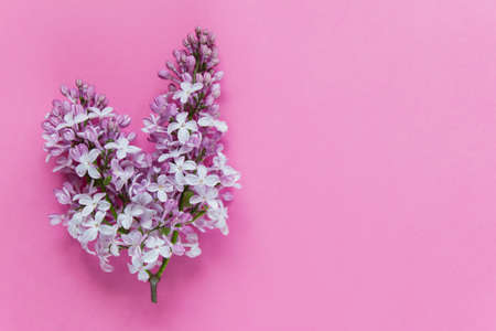 Branch of lilac flowers on a pink background. Photo with blank space for text. Top view, Flat lay.