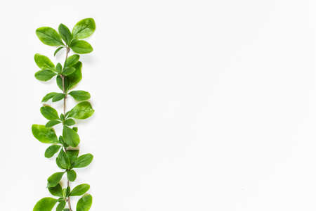Branche of forest plant isolated on white background. Mock up with plants and copy space. Top view, Flat lay.の写真素材