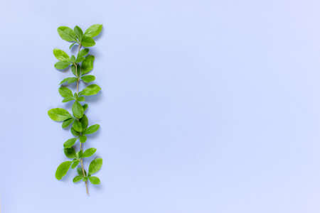 Branche of forest plant isolated blue background. Mock up with copy space. Top view, Flat lay.の写真素材