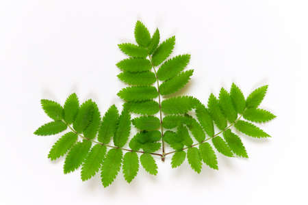 Rowan tree leaves on white background. Rowanberry botanical leaf. Top view, Flat lay.