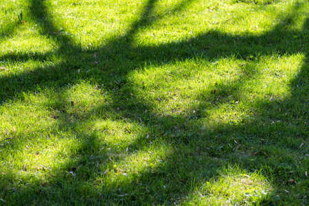 Green lavish grass on a sunny day. Texture of grass with tree shadows.の写真素材